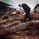 Chinese demand for rosewood is threatening the African species of wood, the mukula.